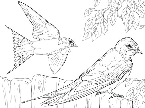 Realistic Barn Swallows Coloring Page